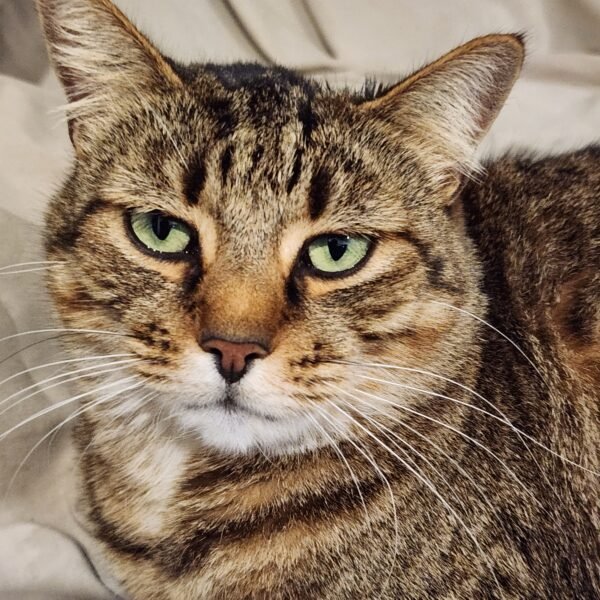 A close-up of Molly, a tabby cat with striking green eyes and a serious expression. She is lying down on a light-colored blanket, with her head slightly tilted and ears perked up. Her fur features dark stripes and a warm, golden-brown hue.