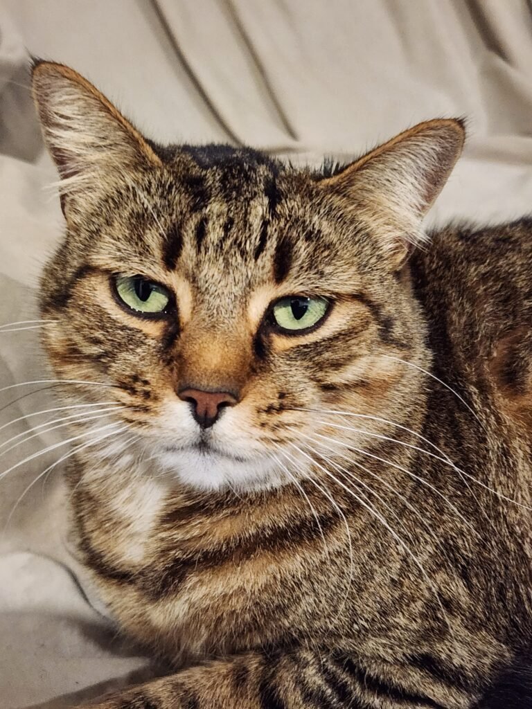 A close-up of Molly, a tabby cat with striking green eyes and a serious expression. She is lying down on a light-colored blanket, with her head slightly tilted and ears perked up. Her fur features dark stripes and a warm, golden-brown hue.