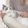 An individual is using the FURminator Grooming Rake for Cats to groom a fluffy white and gray cat resting on their lap, with the cat appearing relaxed and content.