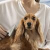 A person in a white shirt gently brushes a long-haired dachshund using the FURminator Grooming Rake for Cats. The dog appears calm and relaxed, seemingly enjoying the grooming session.