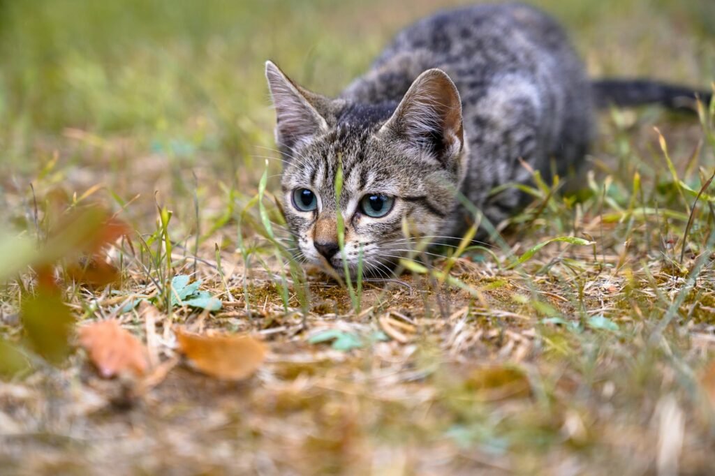 A tabby kitten, like a fuzzy ninja, crouches low in the grassy area, intent and focused. Its ears are perked up and eyes fixed on something ahead, giving a playful yet alert expression as if ready to prowl in pursuit of an imaginary prey.
